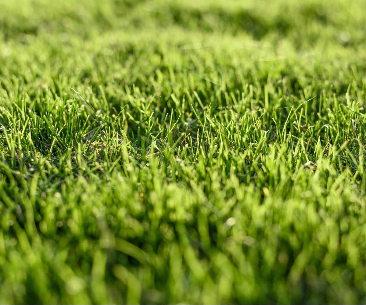 หญ้าเทียมต่างจากหญ้าจริงอย่างไร