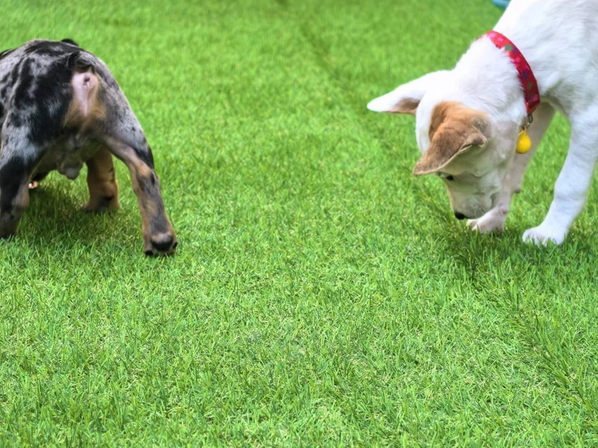 หญ้าเทียม: เมื่อพื้นที่สีเขียวไม่จำเป็นต้องแลกกับการดูแลที่ยุ่งยาก