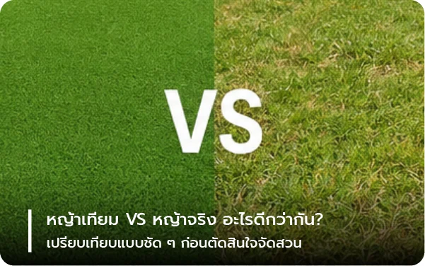 หญ้าเทียม VS หญ้าจริง อะไรดีกว่ากัน? เปรียบเทียบแบบชัด ๆ ก่อนตัดสินใจจัดสวน